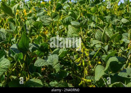 Baccelli di soia su piantagione di soia, su sfondo cielo blu, primo piano. Pianta di soia. Cialde di soia. Campo di soia. Foto Stock