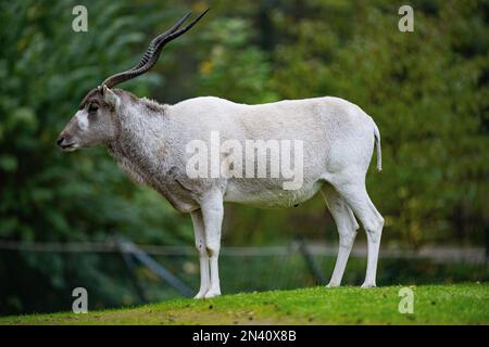 Primo piano di un'antilope mendes (Addax nasomaculatus) in un campo su sfondo sfocato Foto Stock