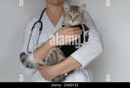 Medico veterinario con stetoscopio in possesso di gatto sparso in bendaggio postoperatorio, coperta medica in clinica veterinaria. PET dopo operazione cavitaria, Foto Stock