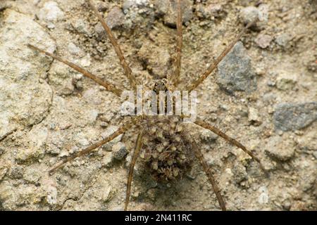 Ragno lupo, specie di Lycosa, con i loro bambini, Satara, Maharashtra, India Foto Stock