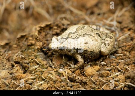 Rana a bocca stretta ornata, Microhyla ornata, Satara, Maharashtra, India Foto Stock