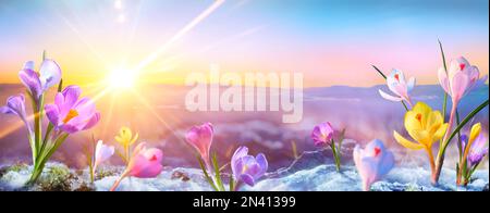 Fiori primaverili - Crocus Blossoms on Melt neve con luce solare sfocata - la fine dell'inverno Foto Stock