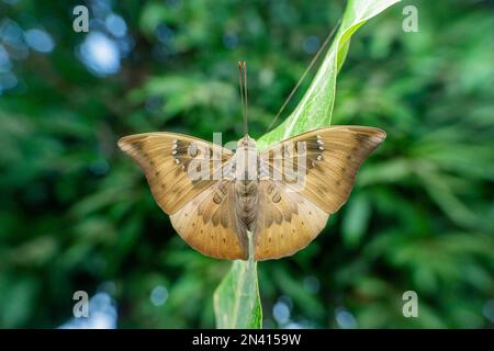 Farfalla di Barone, euthalia aconthea, Satara, Maharashtra, India Foto Stock