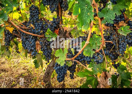 Grappoli di uve Montepulciano d'Abruzzo, maturi e pronti per la vendemmia, retroilluminati dal sole del mattino. Abruzzo, Italia, Europa Foto Stock