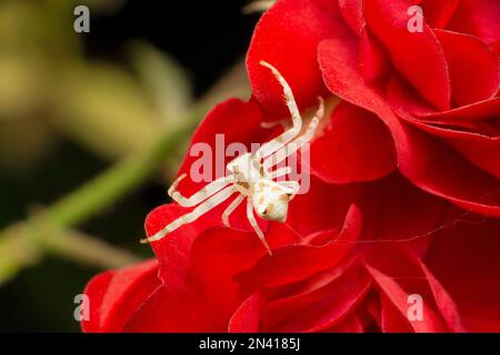 Ragno di granchio bianco, specie Thomisus, su fiore di rosa, Satara, Maharashtra, India Foto Stock