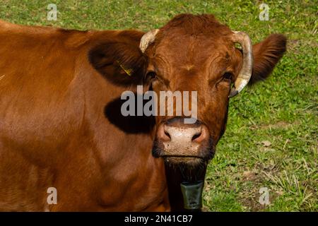 Mucca da latte bruna che pascola su un pascolo. Più mucche in background. Simbolo per animali felici, agricoltura ecologica e rispettosa dell'ambiente. Foto Stock