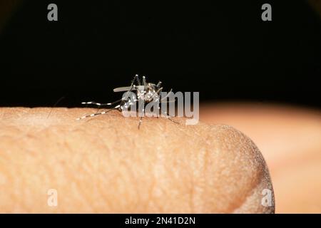 Aedes albopictus , Stegomyia albopicta, famiglia Culicidae, nota anche come zanzara tigre asiatica o zanzara forestale. Vettore del virus chikungunya, dengue Foto Stock