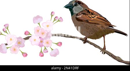 Uccello erborista eurasiatico seduto sul ramo fiorito in primavera Illustrazione Vettoriale
