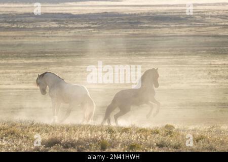 Cavalli onaqui selvatici, Utah, USA Foto Stock