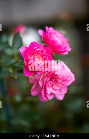 Bella fioritura rosa fiore piantato nel giardino Foto Stock