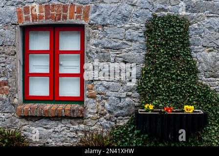 Finestra rossa in vecchio muro di pietra, con persiane in legno bianco dietro e finestra nera con primule rosse e gialle e edera verde. Foto Stock