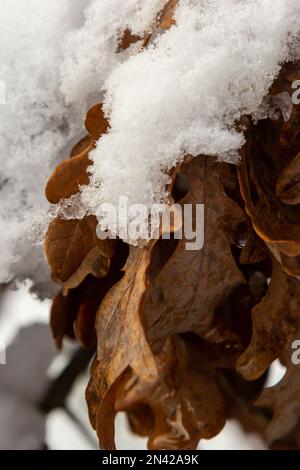 Naturale sfondo invernale. Bel ramo con foglie gialle in autunno o all'inizio dell'inverno sotto la neve. Prima neve. Primo piano, messa a fuoco selettiva. Foto Stock