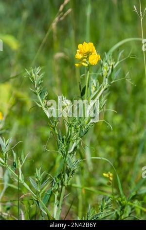 Un fiore di Lathyrus pratensis del prato che cresce sul prato estivo. Foto Stock