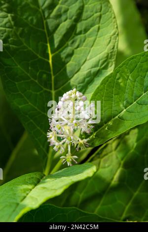 Primo piano pokeweed indiano fiorito Phytolacca acinosa, famiglia Phytolaccaceae. Primavera, maggio, giardino olandese. Foto Stock