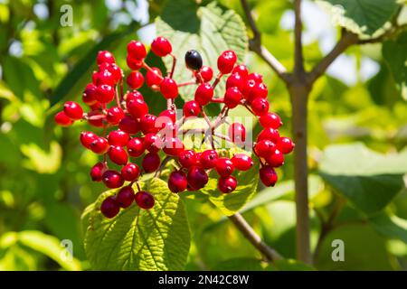 Il frutto Viburnum lantana. È un verde in un primo momento, che diventa rosso, poi infine nero, viandarro o albero di viandaratura è una specie di Viburnum. Foto Stock