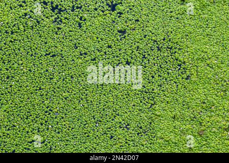 Texture di anatra verde piccola. Piccole foglie verdi galleggiano sulla superficie dello stagno. Foto Stock