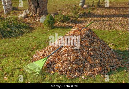 Pulizia autunnale nel Garden.A pila di foglie raccolte sul prato in una giornata di sole. Foto Stock