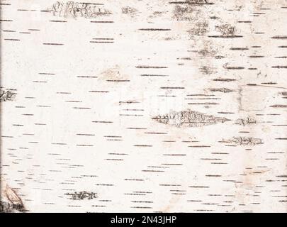 Texture di corteccia di betulla leggera vista dall'alto. Foto Stock