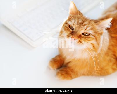 Carino zenzero gatto sdraiato su un tavolo bianco vicino alla tastiera del computer. Soffice animale domestico che si accinda nella macchina fotografica. Lavoro freelance. Vista dall'alto. Foto Stock