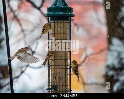 Una messa a fuoco selettiva di passeri su un alimentatore di uccelli e uno volando intorno, sfondo sfocato Foto Stock