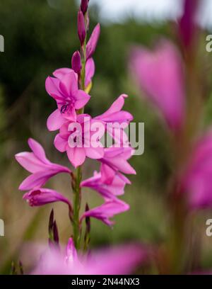 Un fuoco selettivo di fiore rosa Watsonia con sfondo sfocato Foto Stock