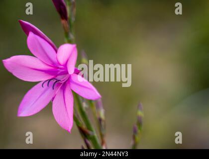 Un fuoco selettivo di fiore rosa Watsonia con sfondo sfocato Foto Stock