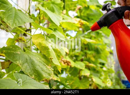 spruzzatura di borragine con solfato di rame da parassiti e ingiallimento delle foglie. Foto Stock