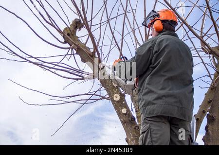 Operatore di giardinaggio che pota gli alberi con una motosega. Foto Stock