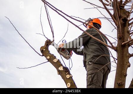 Operatore di giardinaggio che pota gli alberi con una motosega. Foto Stock