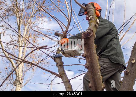 Operatore di giardinaggio che pota gli alberi con una motosega. Foto Stock