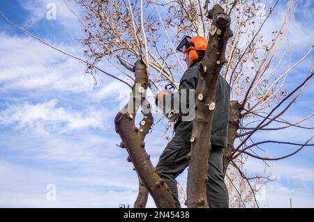 Operatore di giardinaggio che pota gli alberi con una motosega. Foto Stock