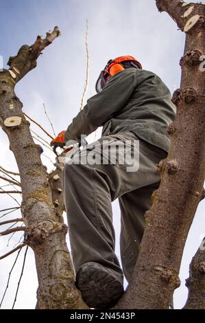 Operatore di giardinaggio che pota gli alberi con una motosega. Foto Stock