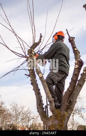 Operatore di giardinaggio che pota gli alberi con una motosega. Foto Stock