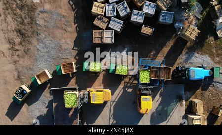 raccolta di mele, piccoli caricatori, carrelli elevatori, macchine caricano un grande camion, carro con grandi scatole di legno piene di mele verdi . vista dall'alto, video aerodinamico. Foto di alta qualità Foto Stock