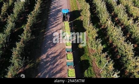 frutteto di mele, raccolta di mele, trattore trasporta grandi scatole di legno pieno di mele verdi, vista dall'alto, aerovideo. Foto di alta qualità Foto Stock