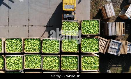 raccolta di mele, piccoli caricatori, carrelli elevatori, macchine caricano un grande camion, carro con grandi scatole di legno piene di mele verdi . vista dall'alto, video aerodinamico. Foto di alta qualità Foto Stock