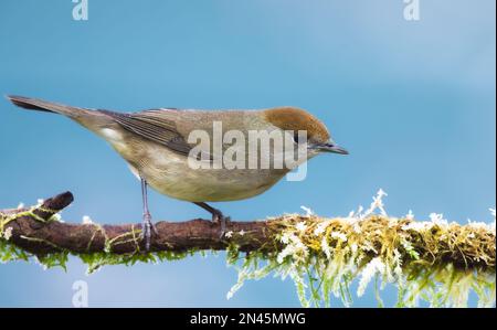 Un primo piano di un cappellino femmina sedette su un ramo di albero coperto di lichene. Foto Stock