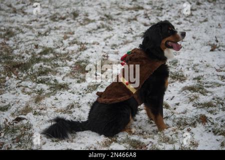 Buon cane bernese seduto sulla neve indossando il costume delle vacanze Foto Stock