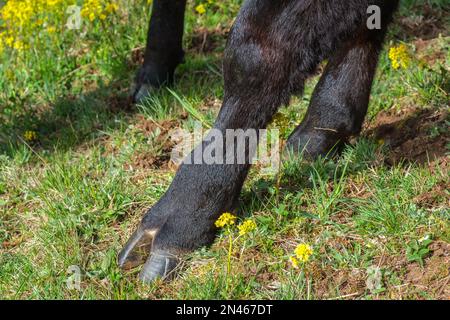 Primo piano su uno zoccolo di un chiodo di garofano su una mucca nera Foto Stock