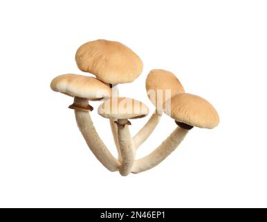 Funghi pioppini freschi selvatici isolati su bianco Foto Stock