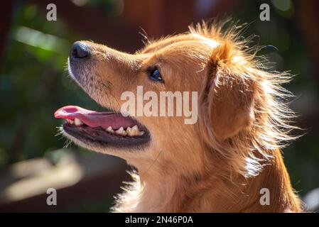 Ritratto di cane rosso di razza mista. Cane che guarda in alto. Foto Stock