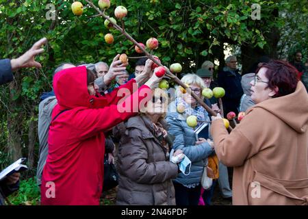 Cérémonie de l'arbre à pommes à la Fontaine Blanche , Plougastel-Daoulas, Bretagna 2022 Foto Stock