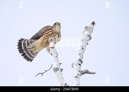 Merlin è un piccolo falco isolato su sfondo blu che atterra su un ramo di caccia in inverno. Foto Stock