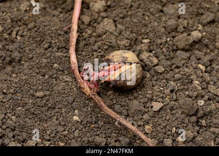 Primo piano di germinazione di seme di acorno. Natura, giardinaggio e concetto di arboricoltura Foto Stock