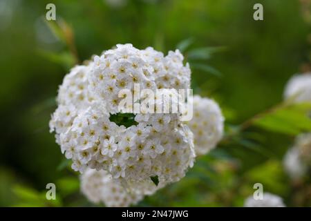 Spiraea bianca meadowdolcies cespuglio in fiore. Gemme e fiori bianchi di germander meadowSweet. Sfondo delicato con piccoli fiori bianchi Foto Stock