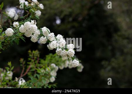 Spiraea bianca meadowdolcies cespuglio in fiore. Gemme e fiori bianchi di germander meadowSweet. Sfondo delicato con piccoli fiori bianchi Foto Stock