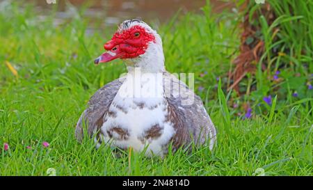 Anatra di Muscovy domestica con testa rossa che depone nell'erba vicino ad un albero, fiume e fiori viola Foto Stock