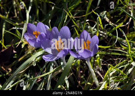 Crocus Tommasinianus Foto Stock