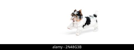 Cute Little Biewer Yorkshire Terrier, cane, cucciolo, posa, sdraiato sul pavimento su sfondo bianco. Concetto di animale e cura. Banner Foto Stock