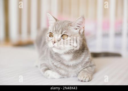 Adorabile gatto scozzese tabby diritto su sfondo bianco. Foto Stock
